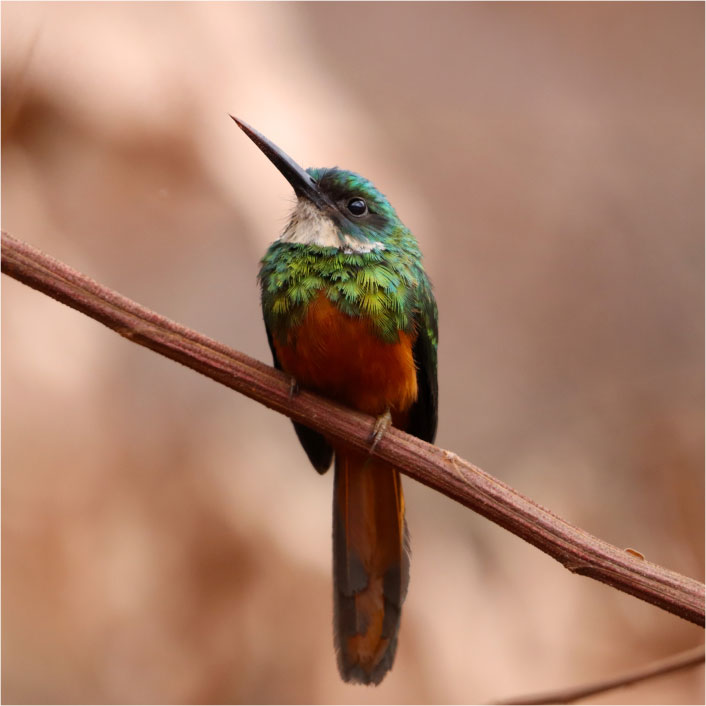 ARIRAMBA DE CAUDA RUIVA