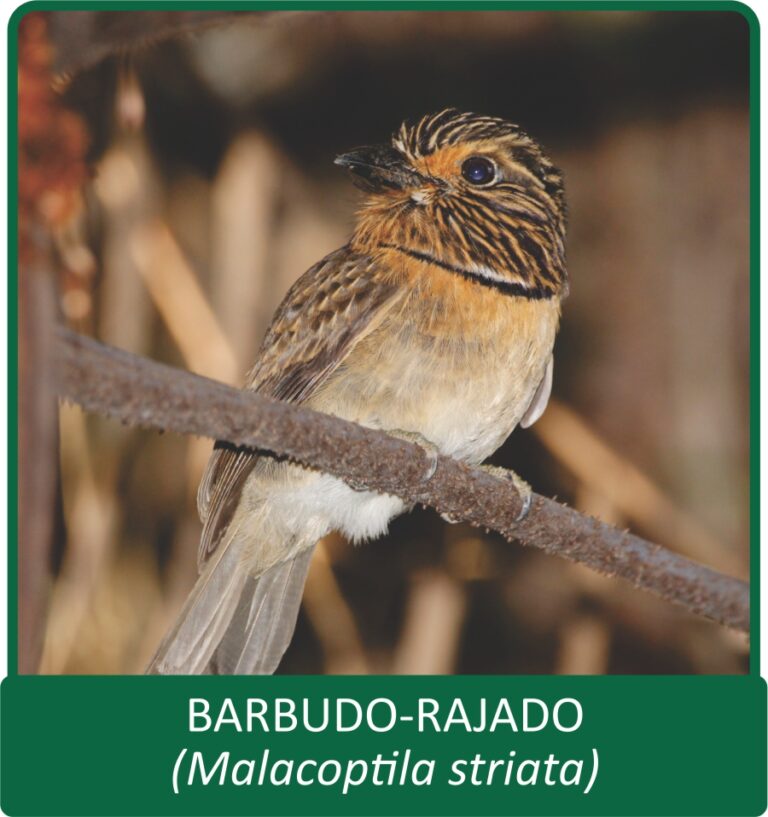 BARBUDO RAJADO