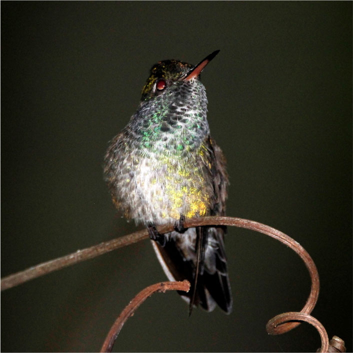 BEIJA FLOR DE BANDA BRANCA