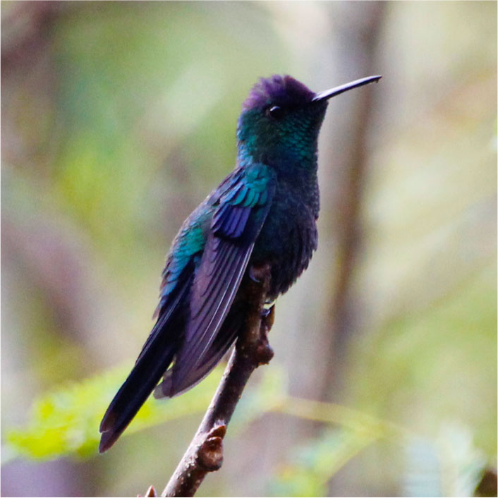 BEIJA FLOR DE FRONTE VIOLETA