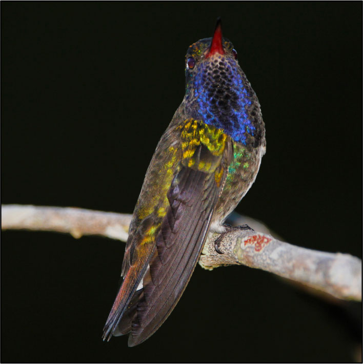 BEIJA FLOR DE PEITO AZUL