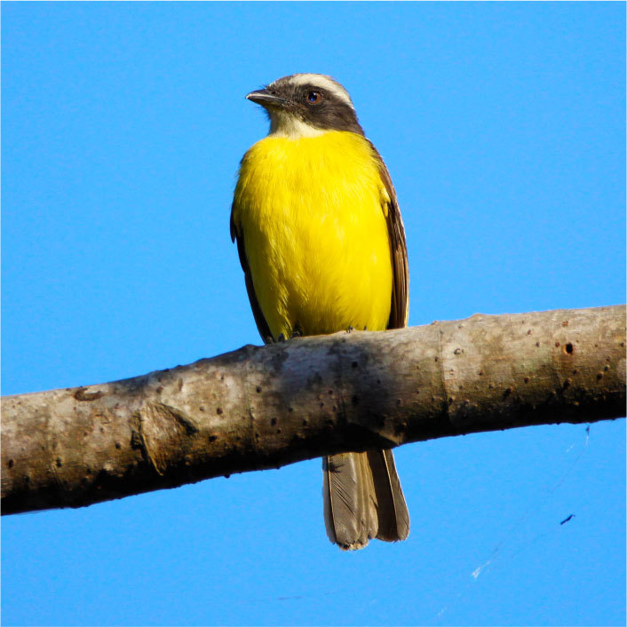 BENTEVIZINHO DE PENACHO VERMELHO