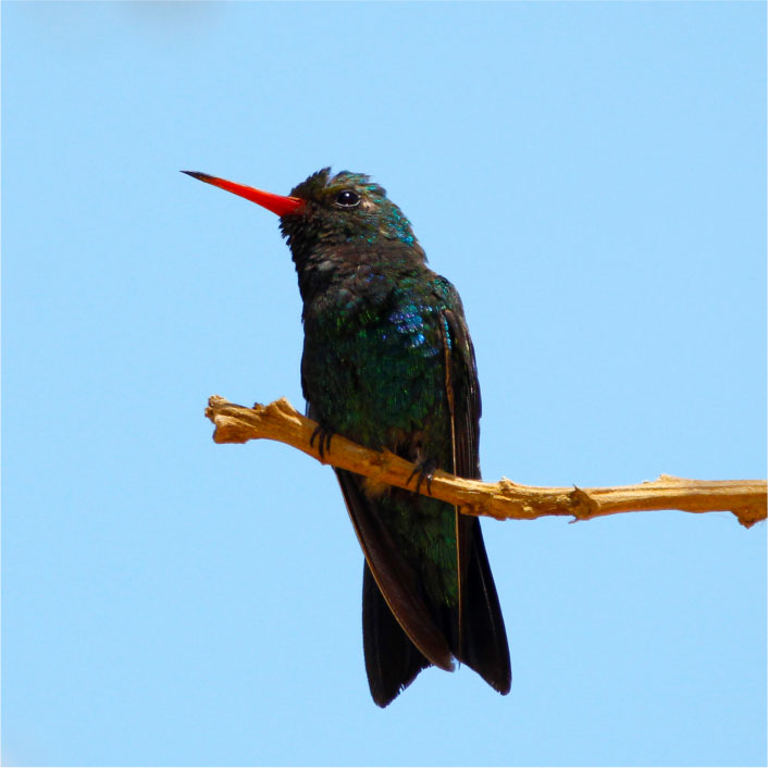 BESOURINHO DE BICO VERMELHO