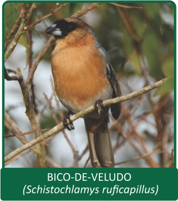 BICO DE VELUDO