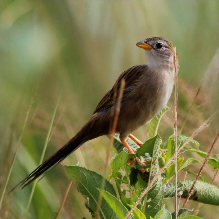 CANÁRIO DO CAMPO