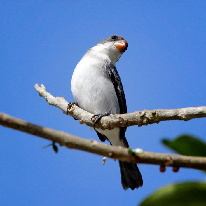 CHORÃO