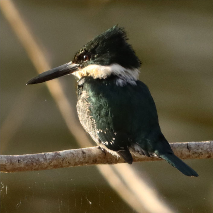 MARTIM PESCADOR VERDE