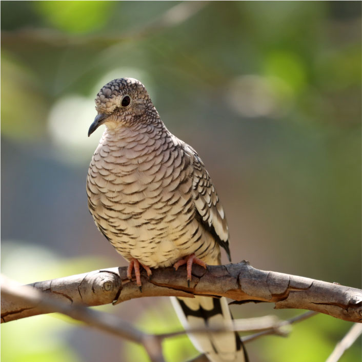 ROLINHA FOGO APAGOU